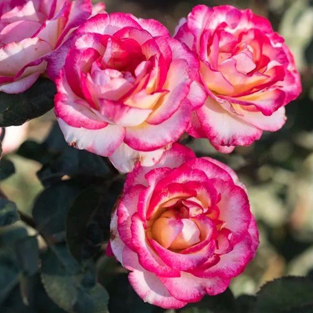 Peppermint party roses