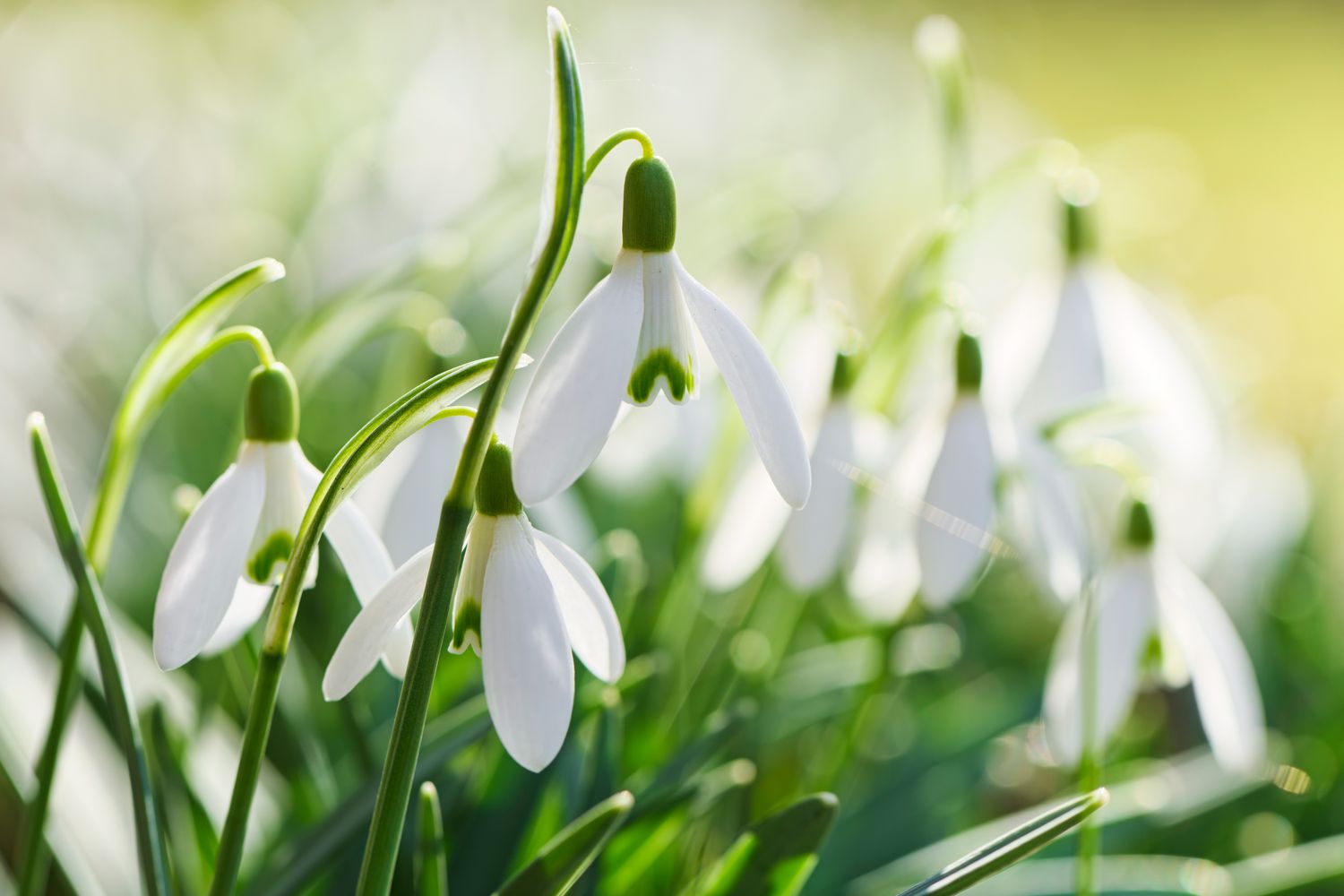 Snowdrops