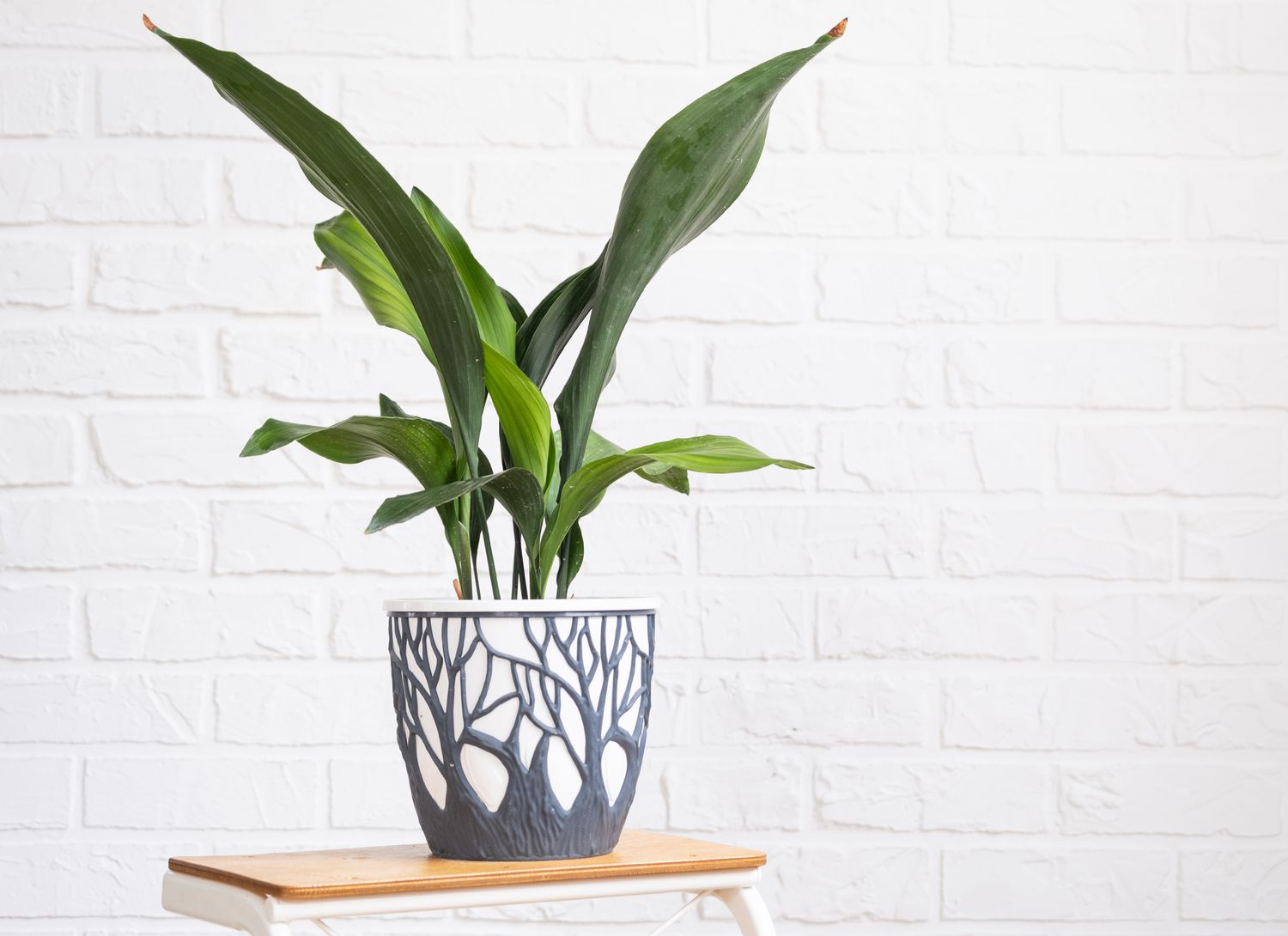 cast-iron plant in a grey and white pot on a white brick background