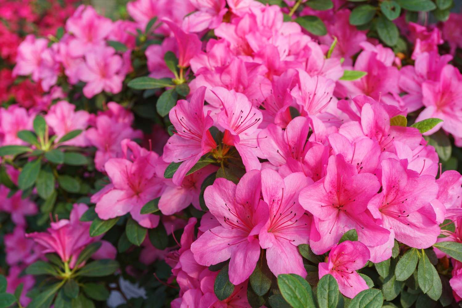 Blooming pink japan Azalea Ericaceae flowers, rhododendron flower macro, background. Evergreen decorative plant outdoor or in orangery in botanical garden. Gardeining, plant breeding