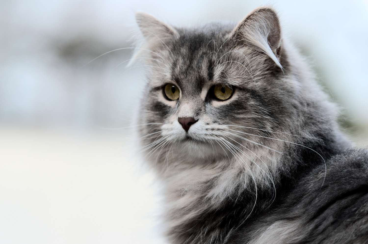 Siberian cat