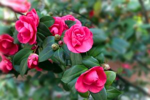 Closeup of blooming flowers on a tree branch showcasing several open and budding blossoms among green leaves