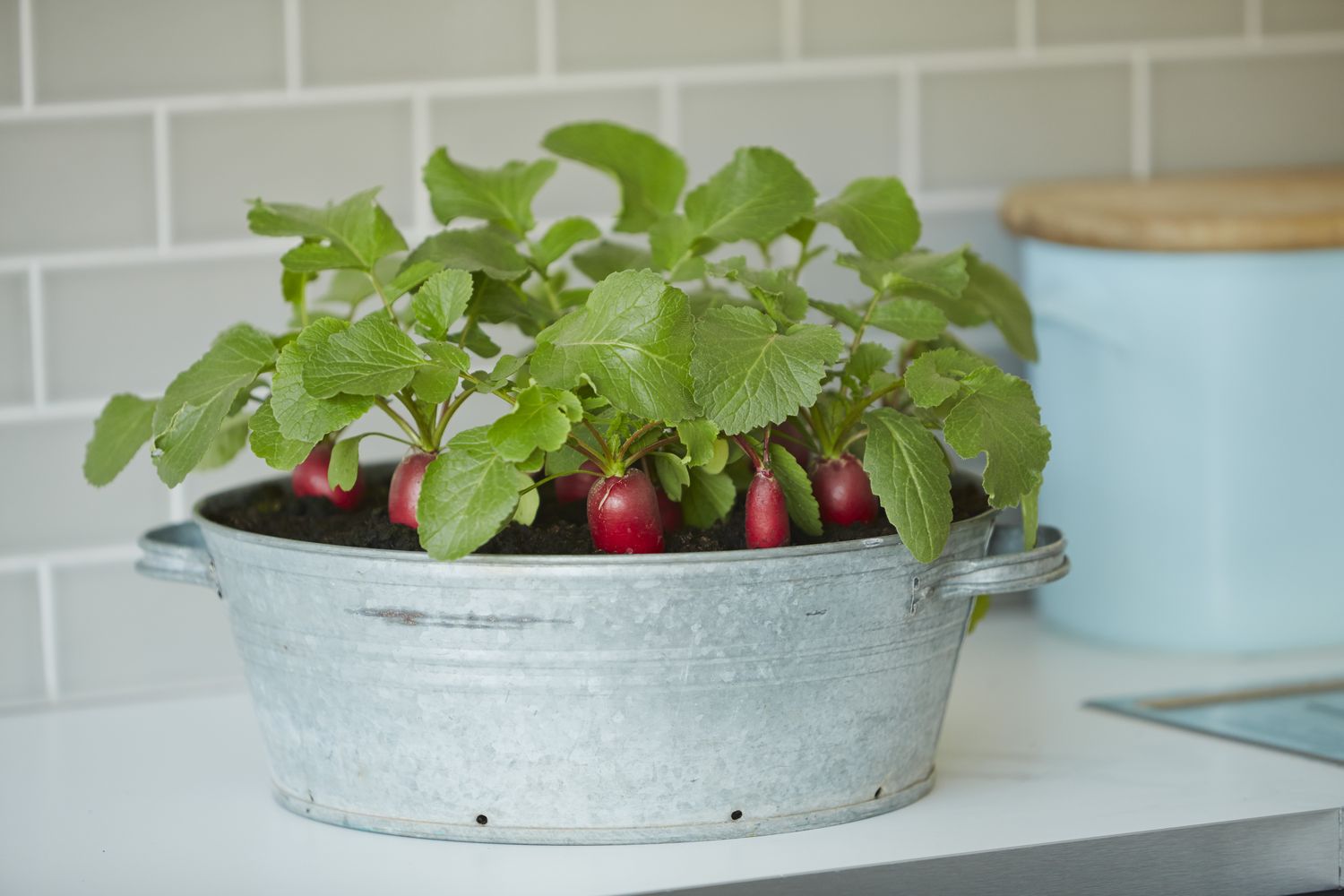 A galvanized metal container holding growing radish plants placed on a countertop with a tile backsplash in the background