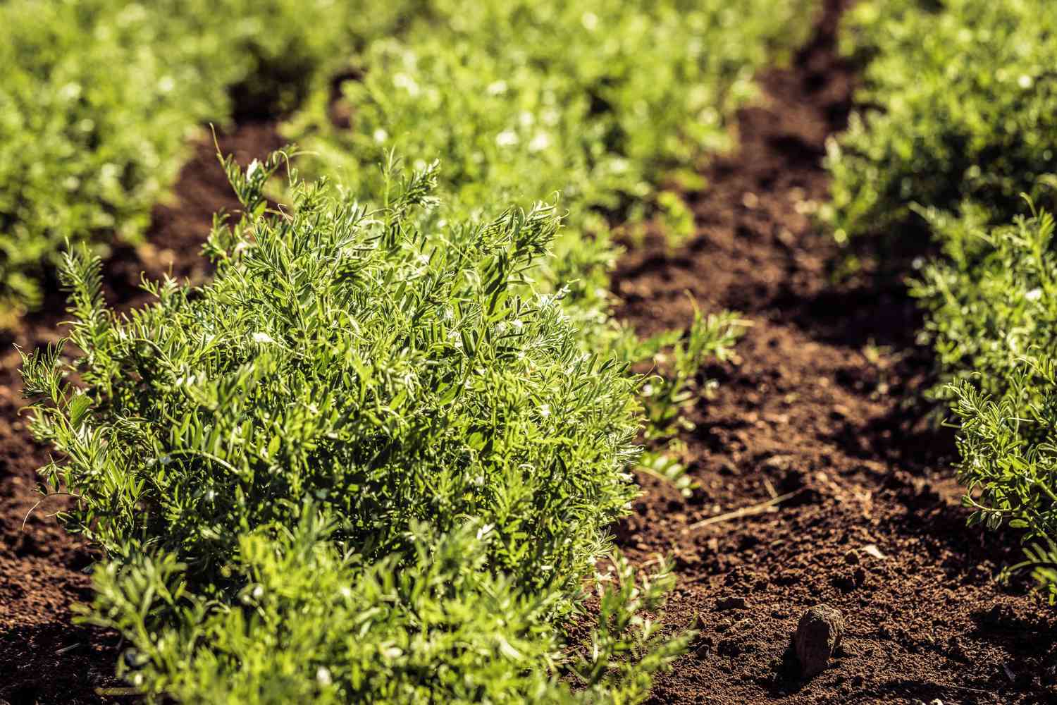 Close-up of a lentil plant