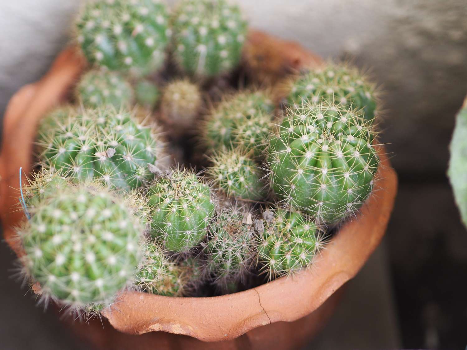 Cereus peruvianus, Fairy castle Cactus tree green trunk has sharp spikes around blooming in terracotta porcelain pot