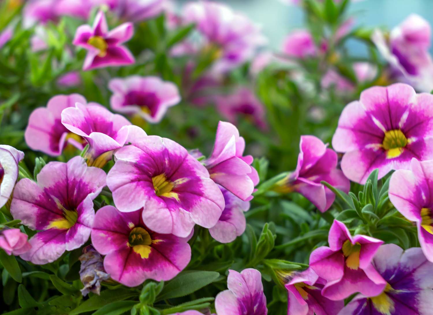 pink trailing petunias in a garden