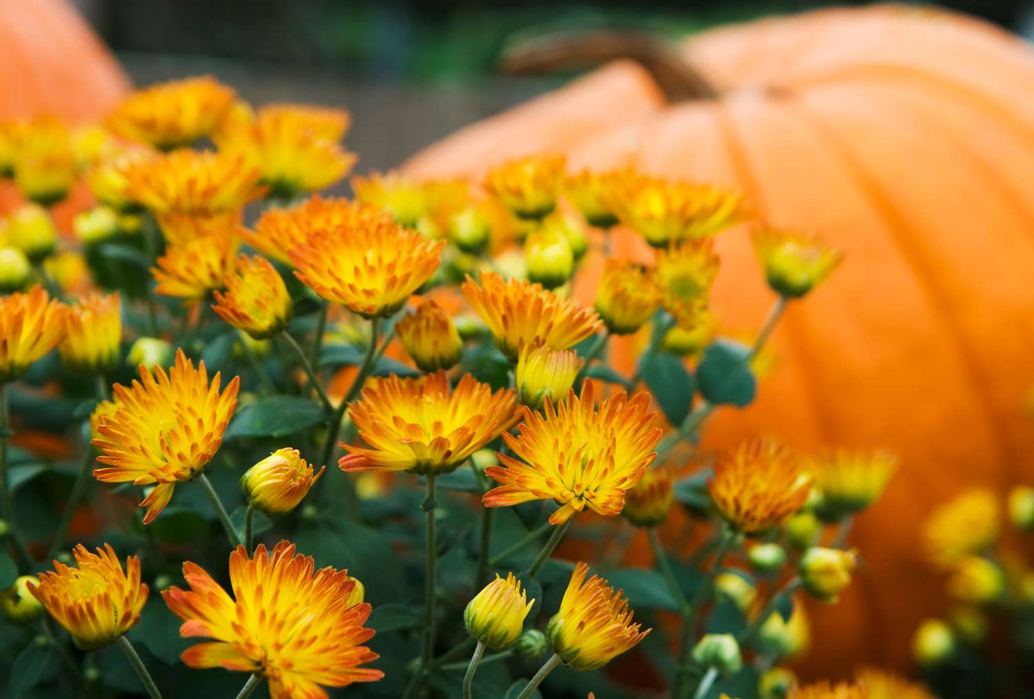 yellow and orange mums next to pumpkin