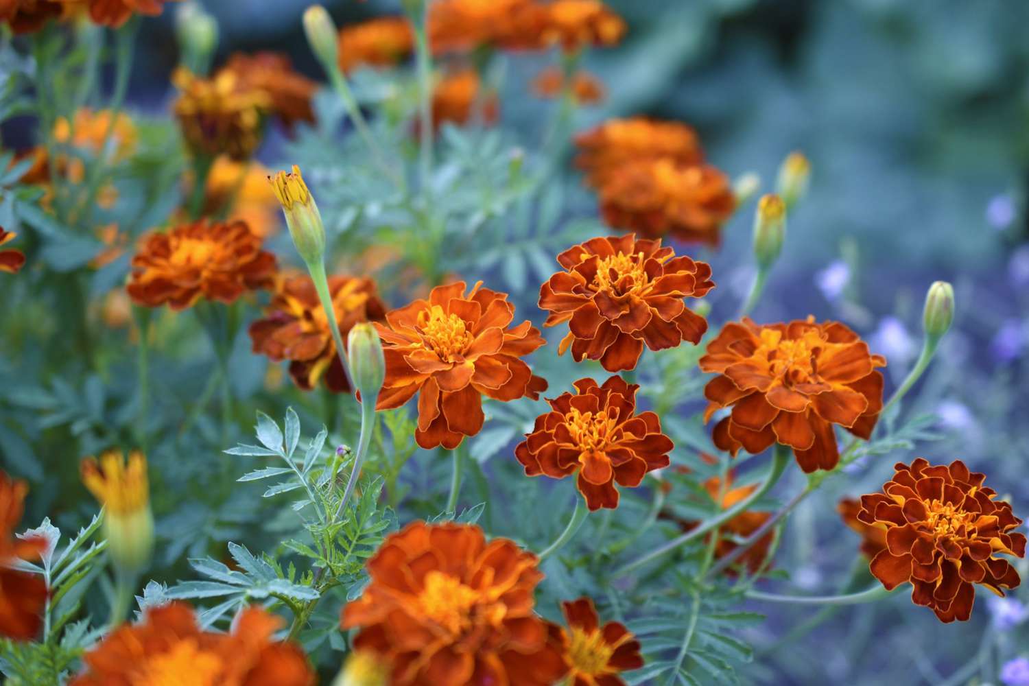french marigolds