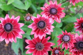 Cherry Rubeckia