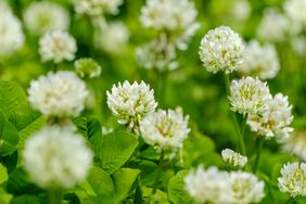 A closeup of white clover flowers and leaves in a grassy area