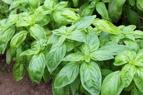 basil growing in soil in a garden