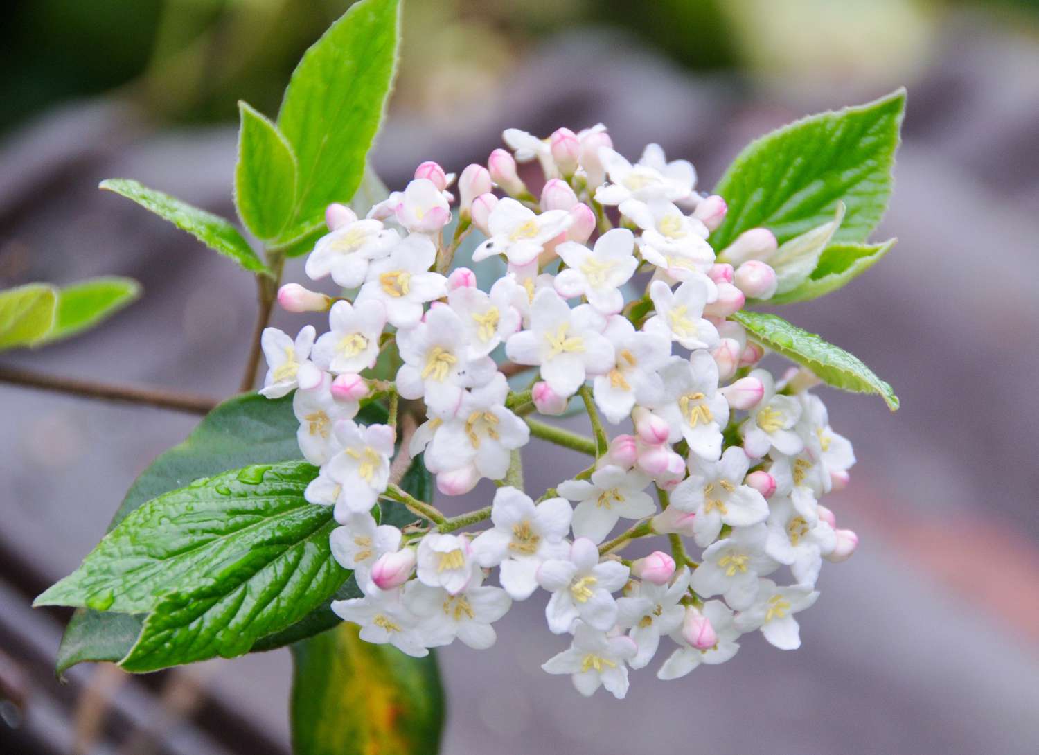 white bloom of a prague viburnum plant