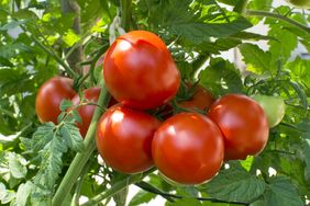 Cluster of tomatoes growing on a plant with green leaves