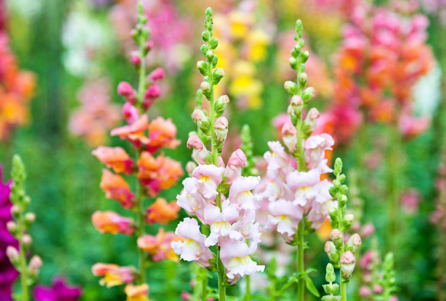 Colorful snapdragons