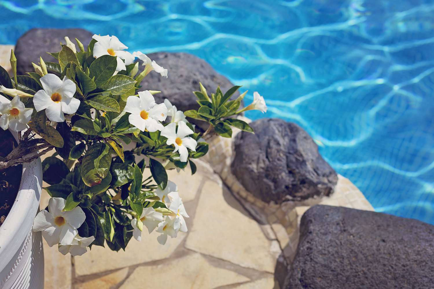 Flower pot standing near swimming pool on sunny day. Copy space.