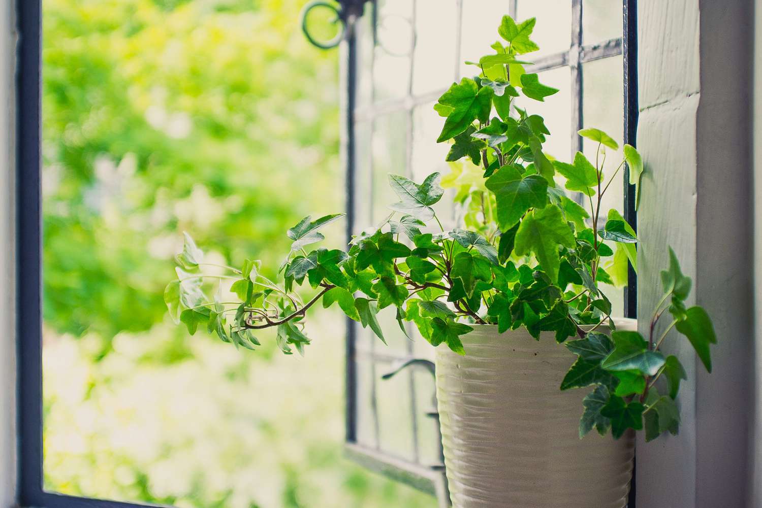 english ivy next to open window