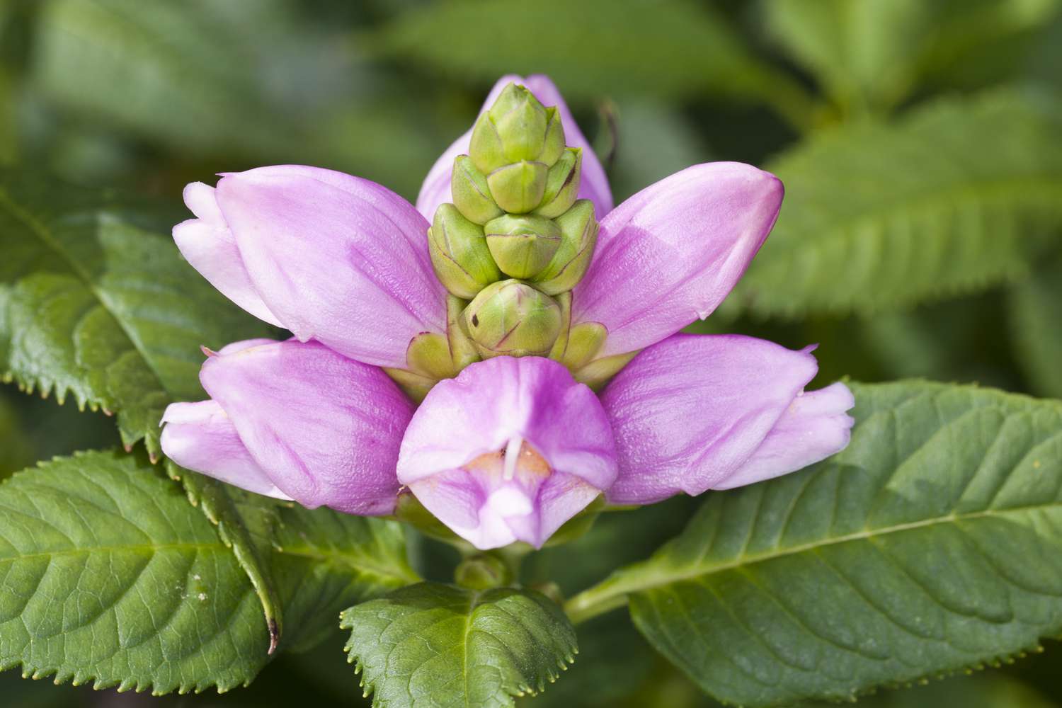 Pink turtlehead flower