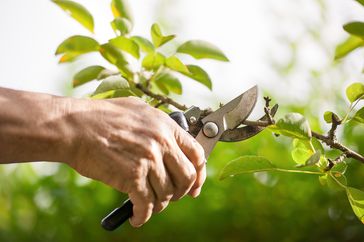 someone pruning branches