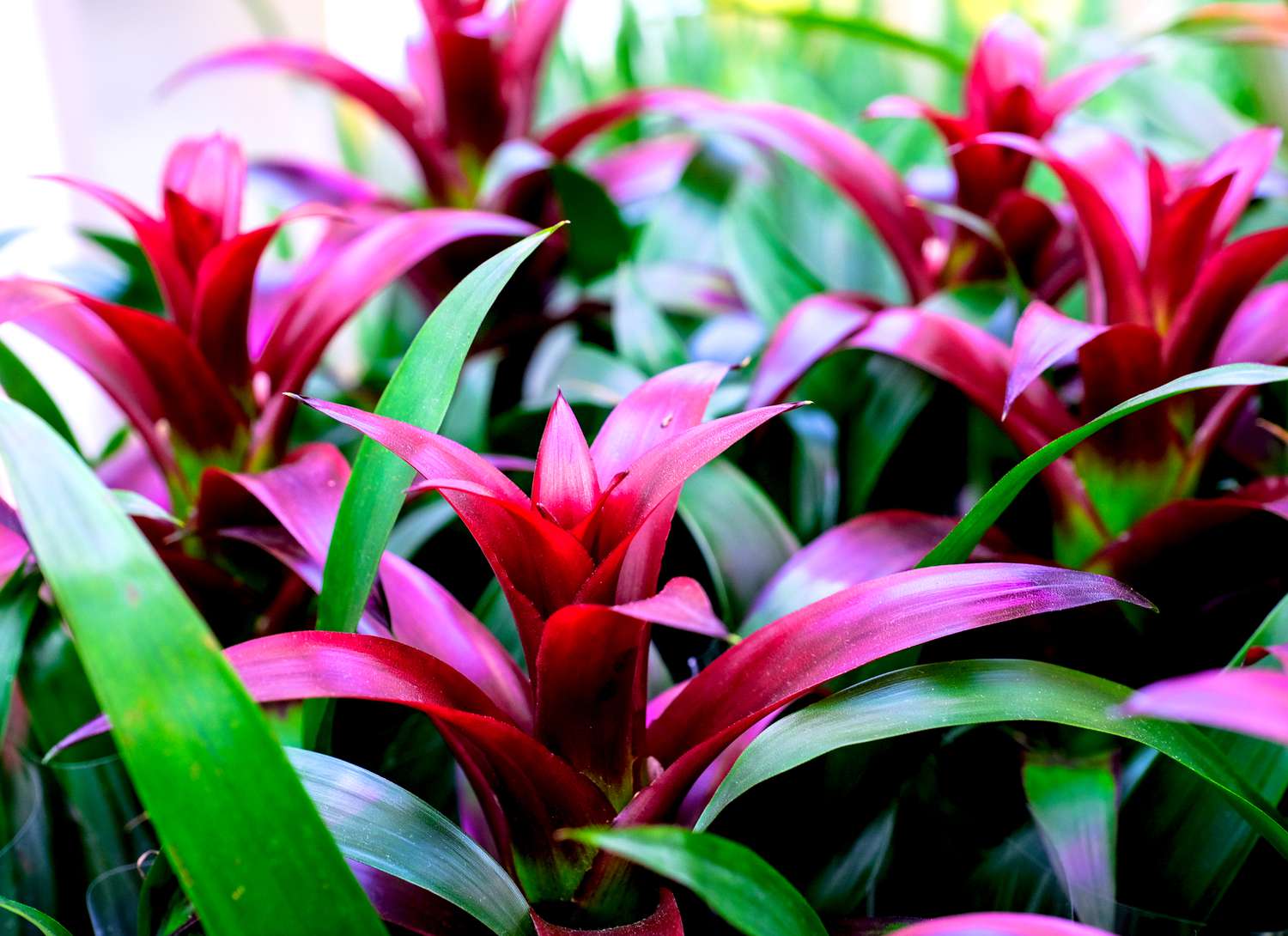 multiple bromelaid plants with dark pink blooms