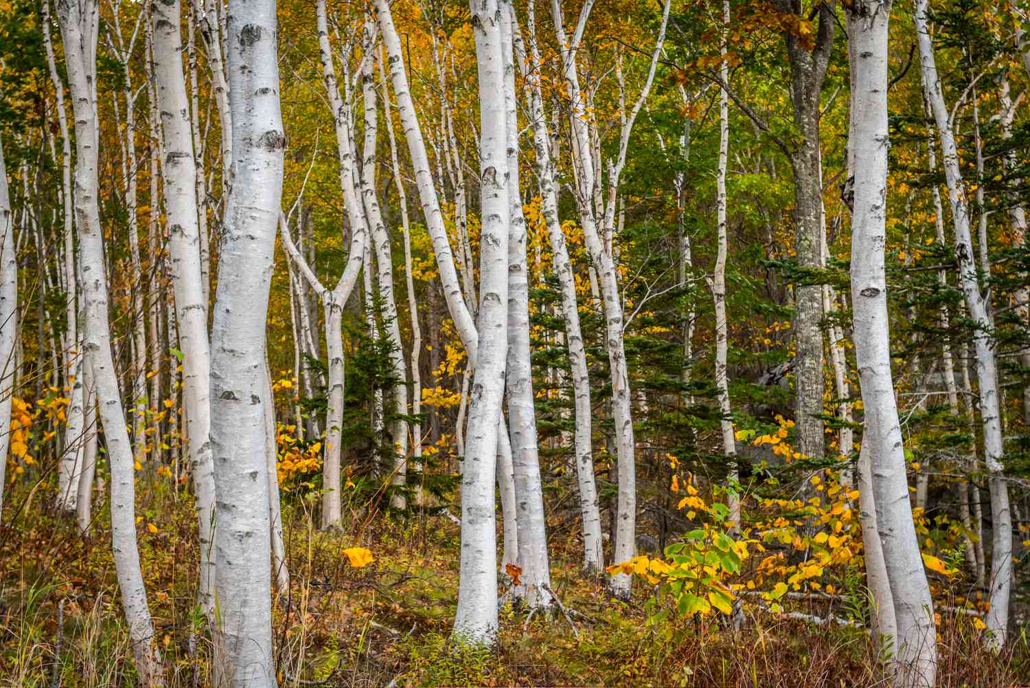 Forest of White Paper Birch Tree Trunks with Golden Leaves in Autumn