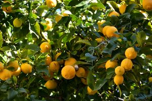 lemon tree 