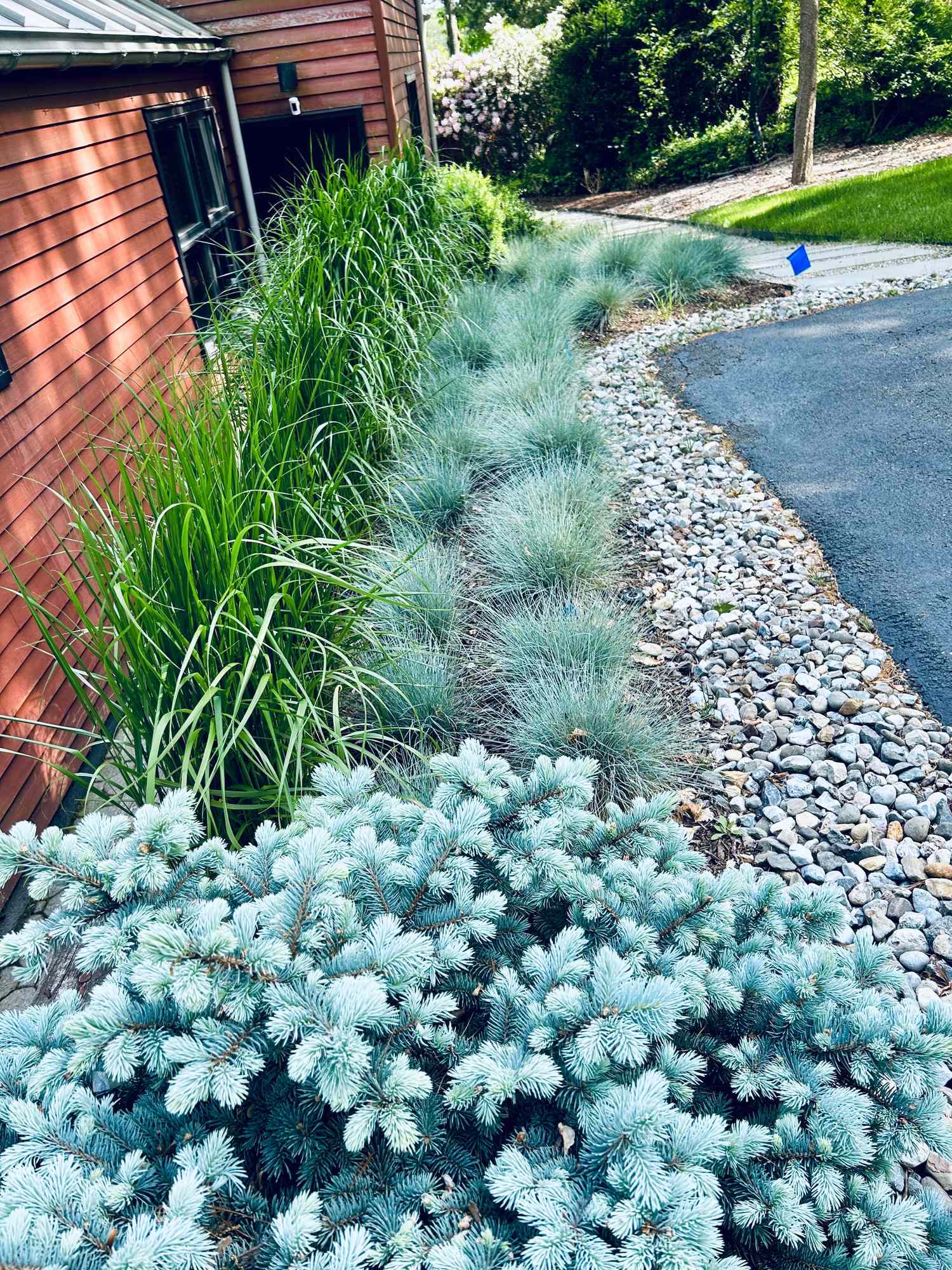 A landscaped area featuring ornamental grasses a gravel path and shrubs near a red building