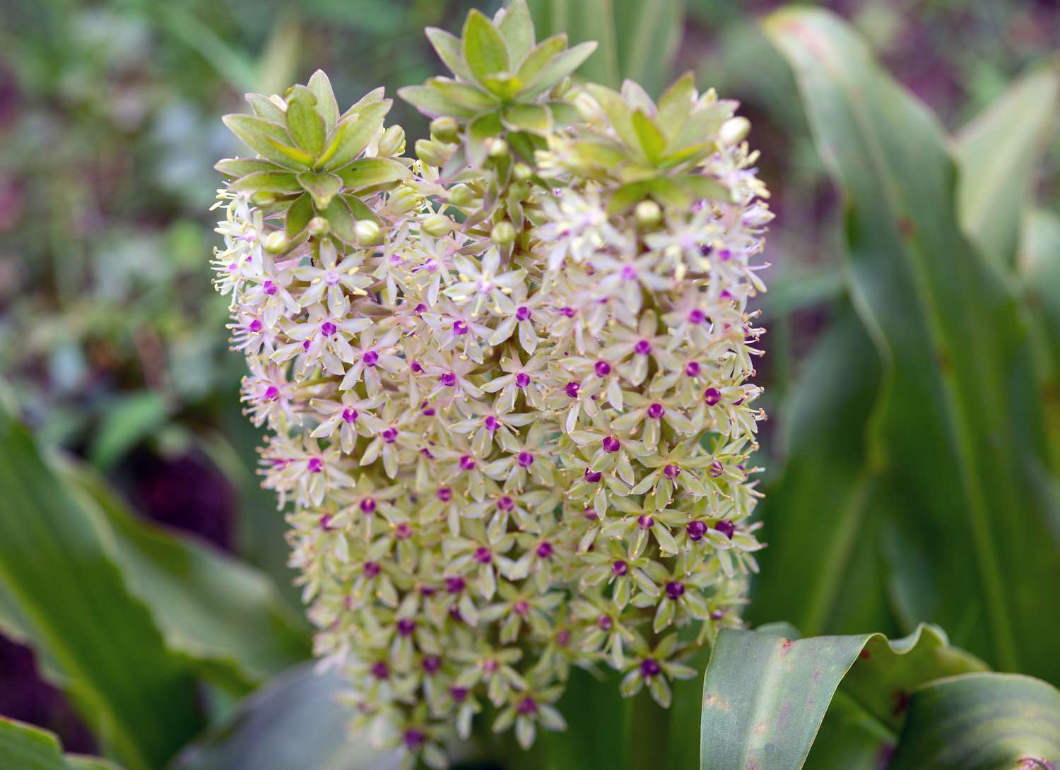 blooming pineapple lily in a garden