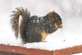 A squirrel sitting on a snowy ledge holding food in its paws
