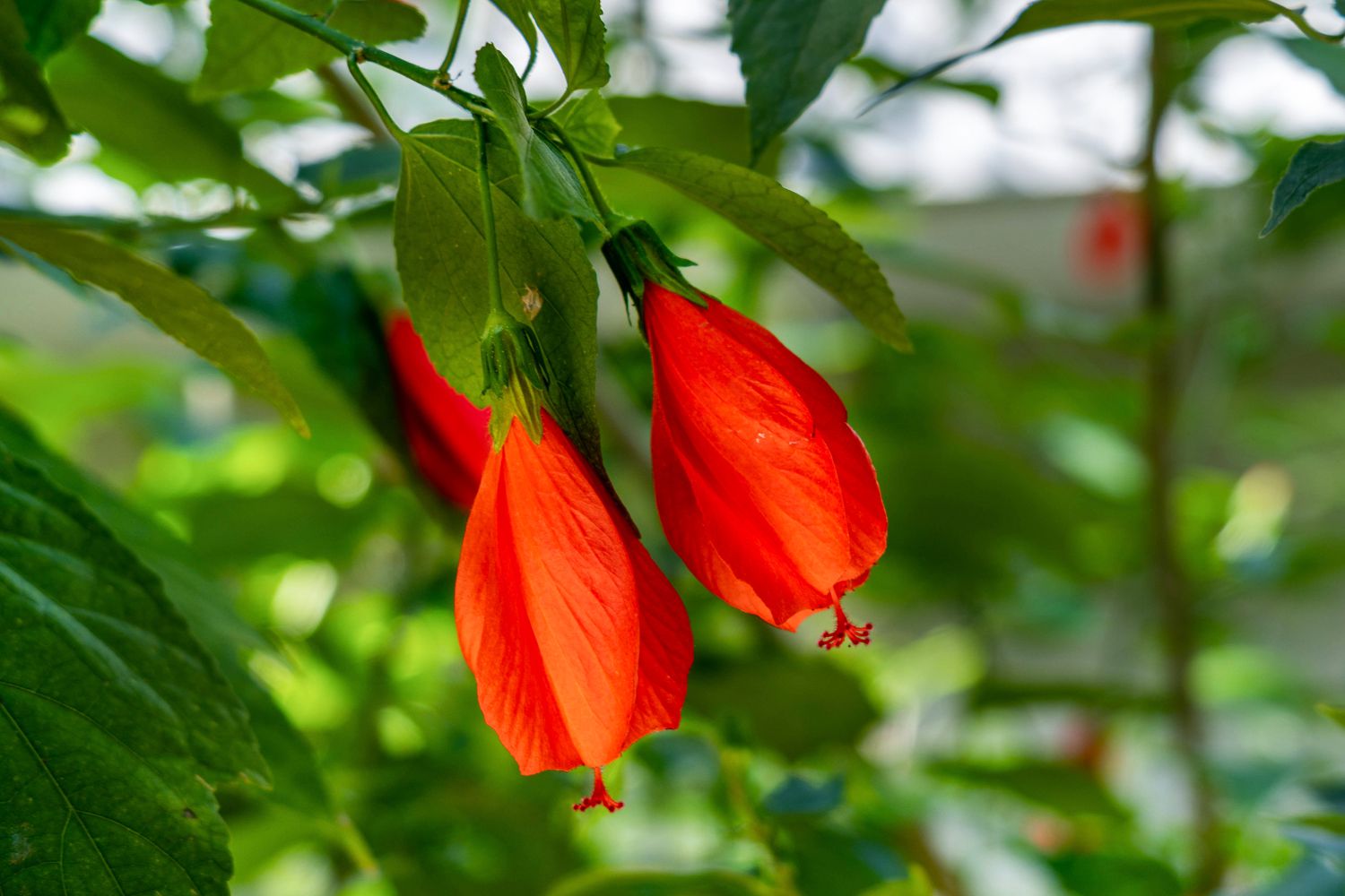Turk's Cap Malvaviscus arboreus flower