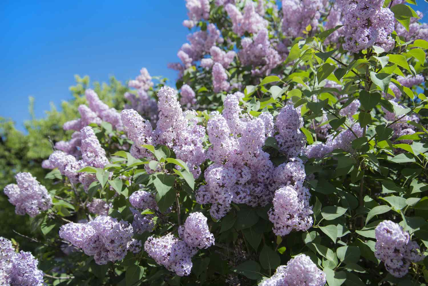 Purple lilac flowers