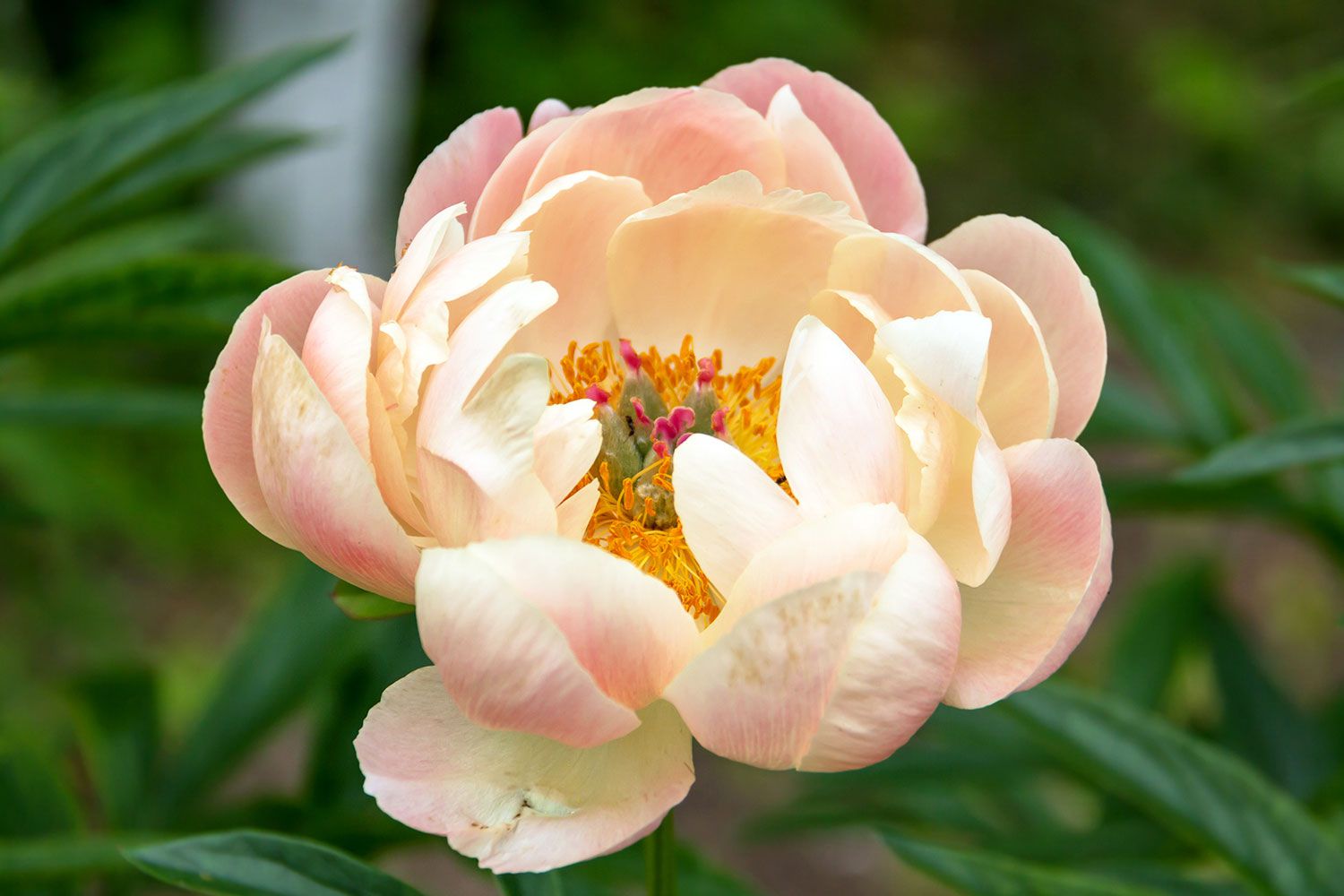Herb Peony