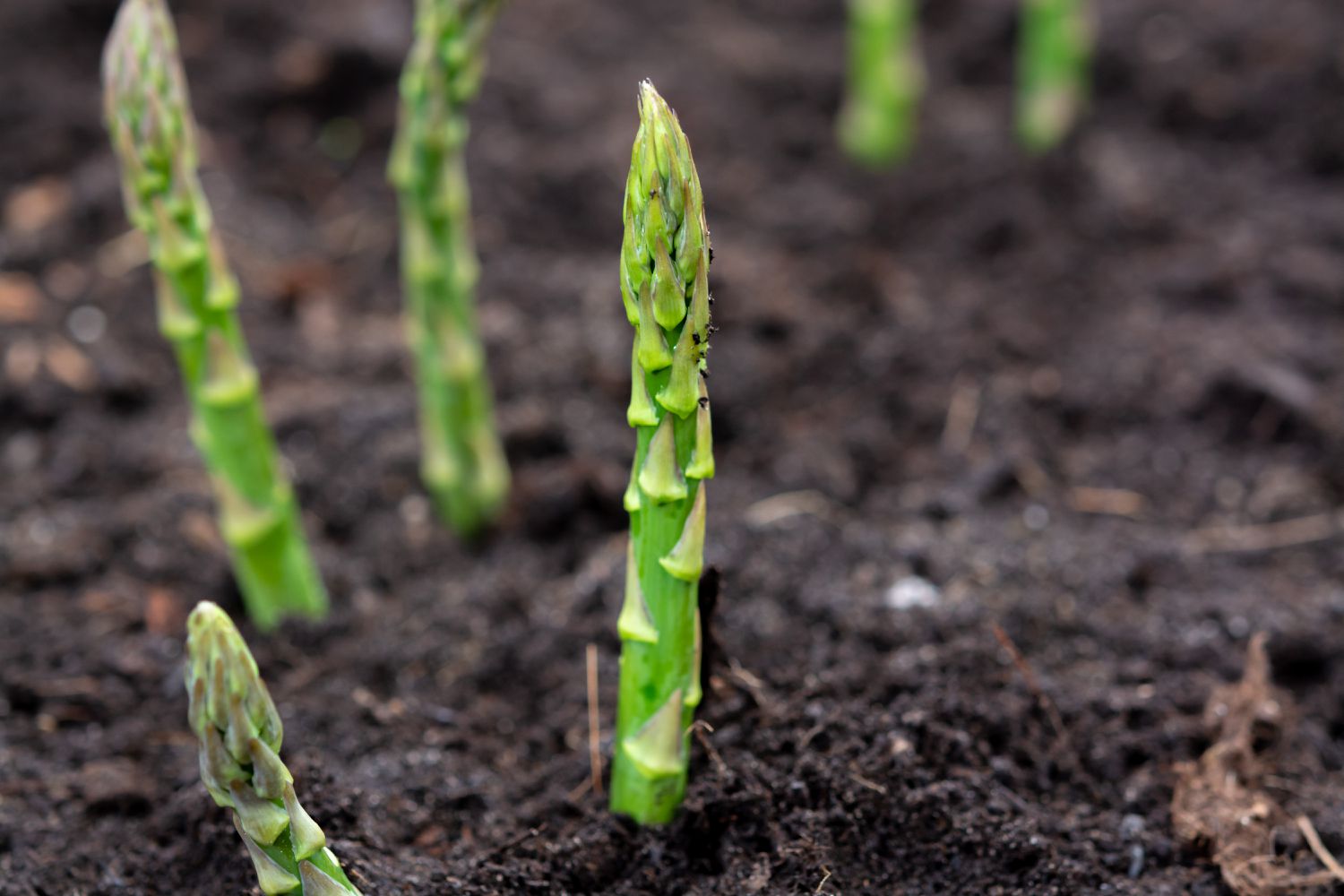 New harvest of green asparagus vegetable in spring season, green asparagus growing up from the ground on farm close up