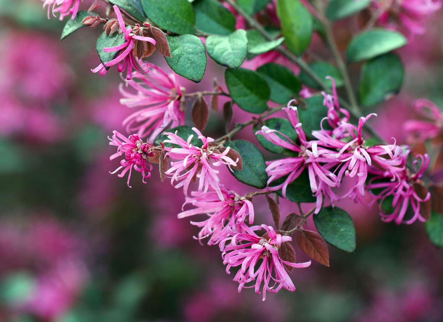 Chinese fringe flower blooming