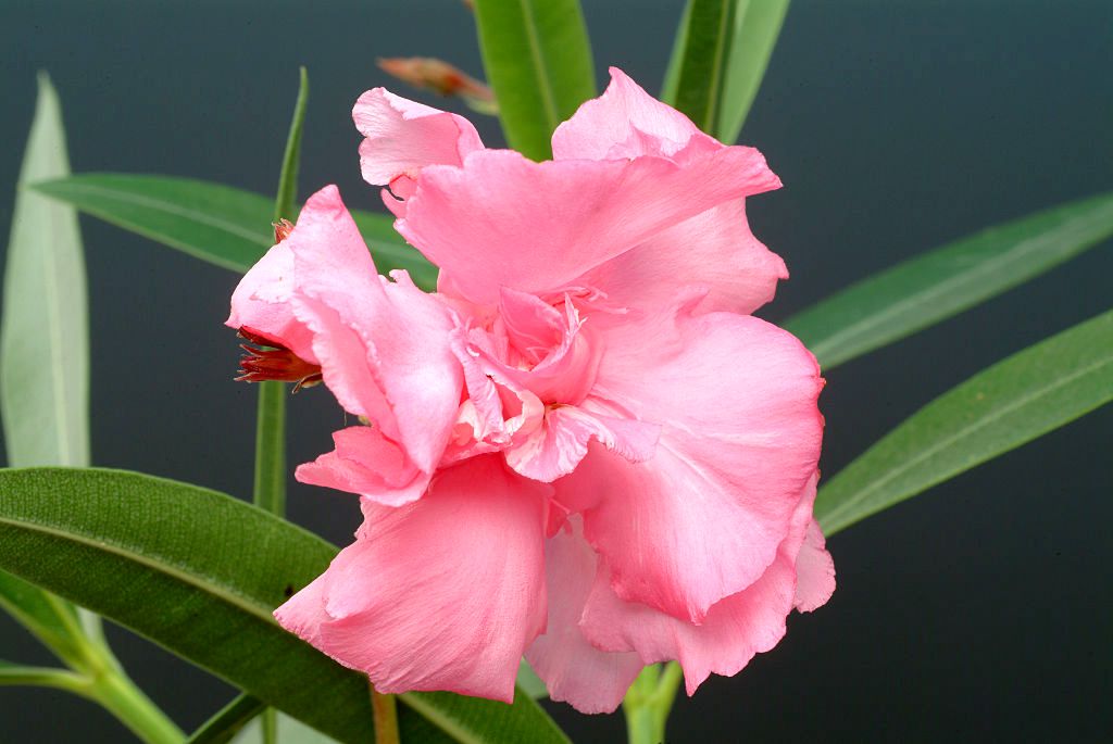 oleander nerium oleander flower