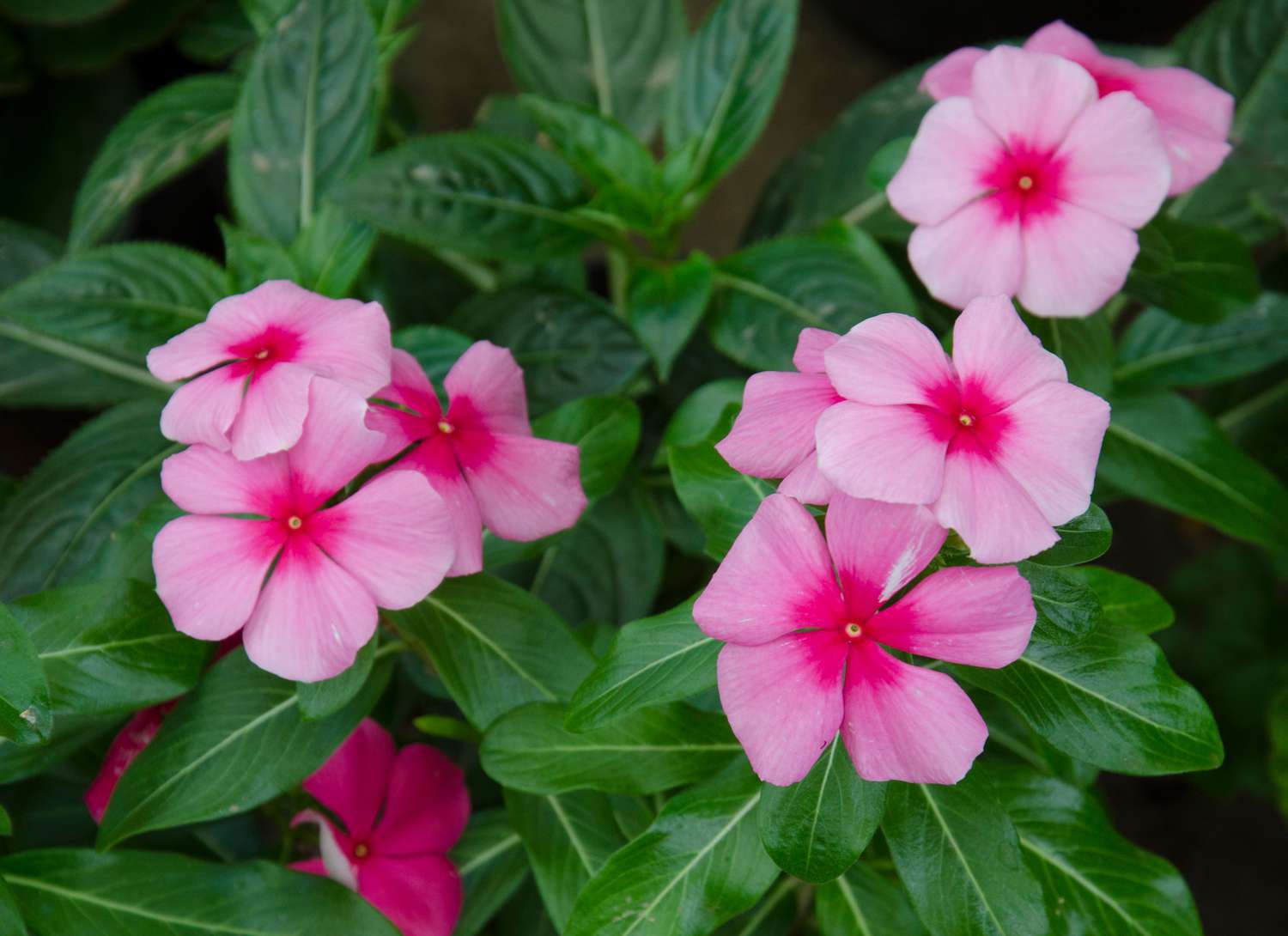 pink impatiens in a garden