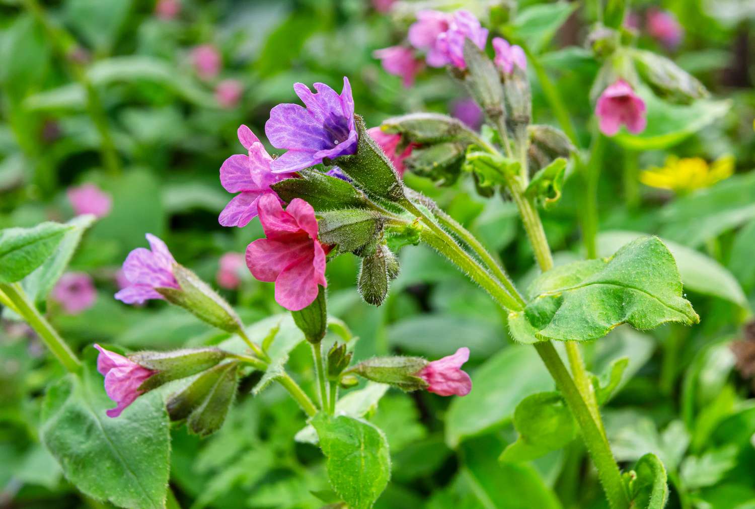 Closeup of a lungwort plant with blooming flowers