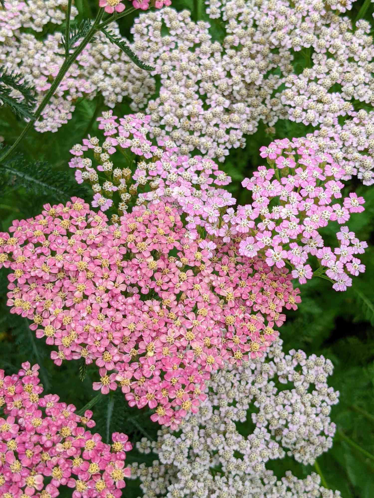 yarrow