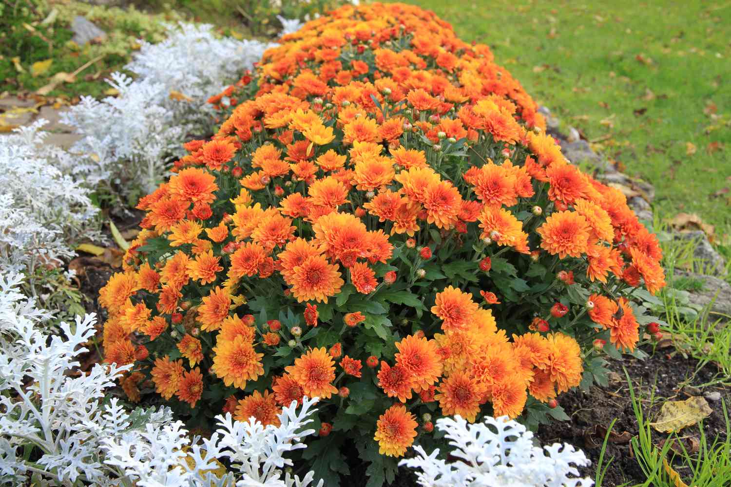 orange chrysanthemums