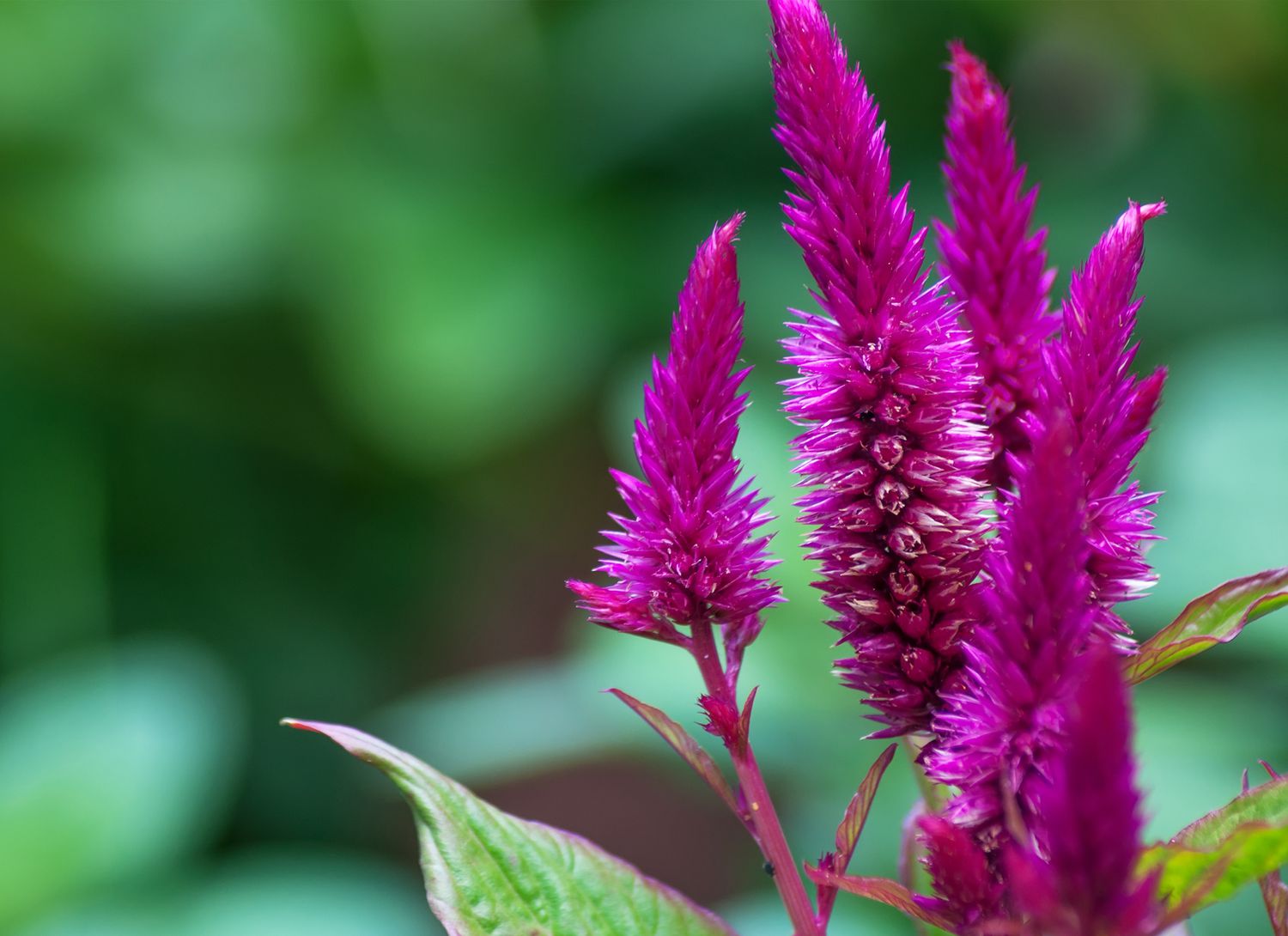 Feather Celosia with bright pink blooms in garden