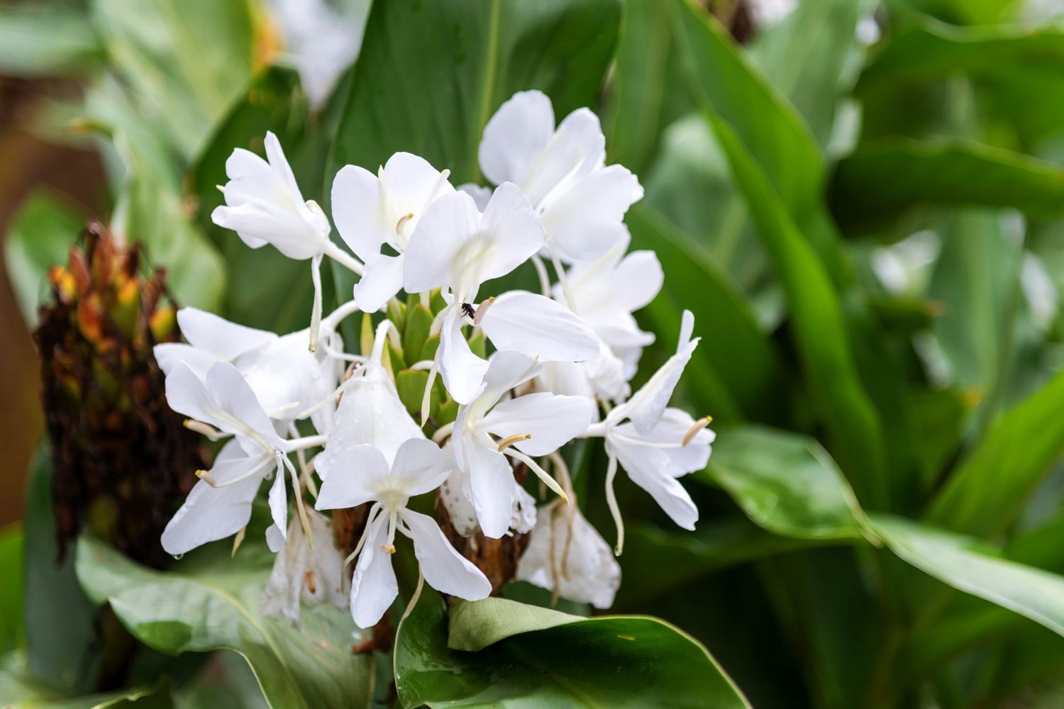 white gingerlily flower plant