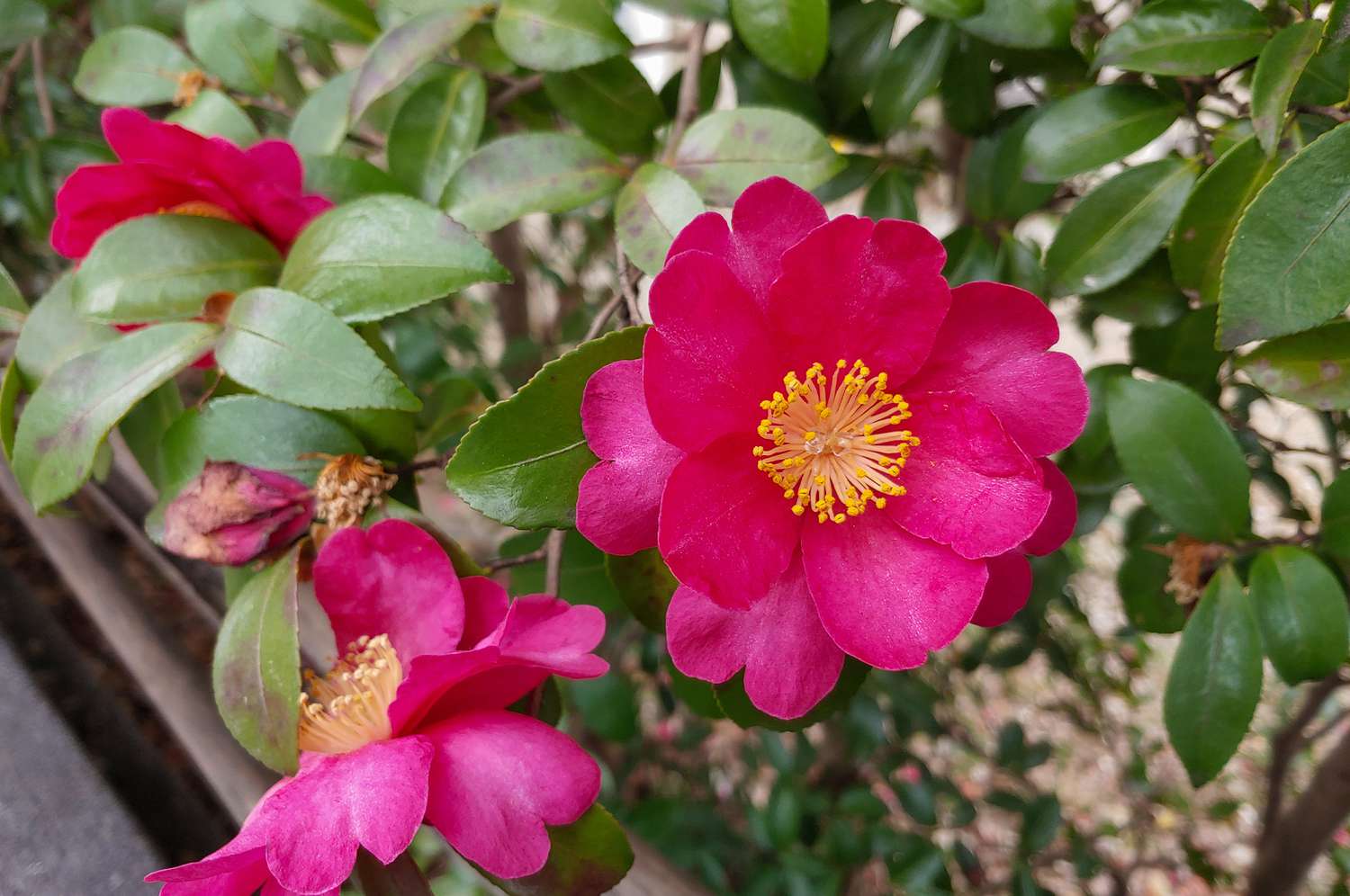 Sasanqua Camellia