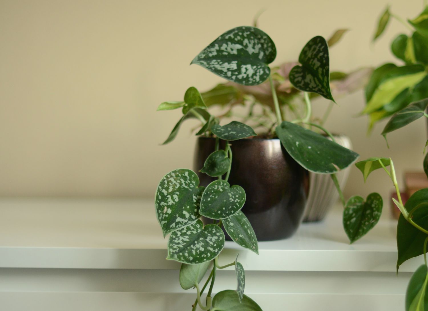 silver pothos plant sitting on a white ledge
