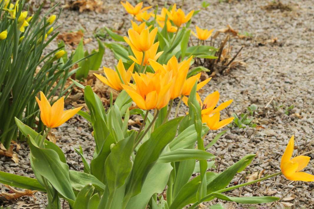 Tulipa praestans 'Shogun'