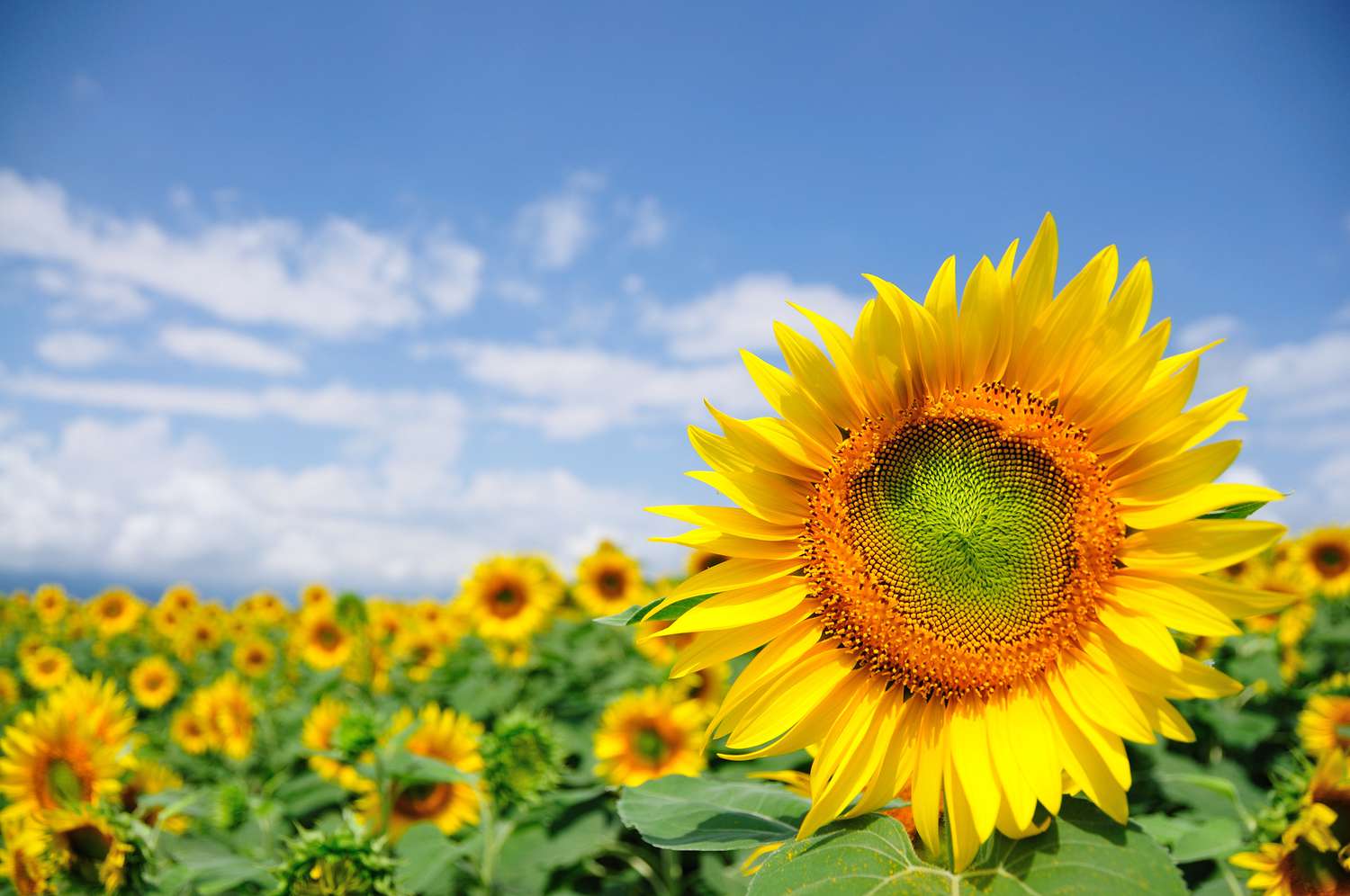 A field of sunflowers on a farm