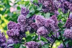 A cluster of lilac flowers in bloom surrounded by green leaves