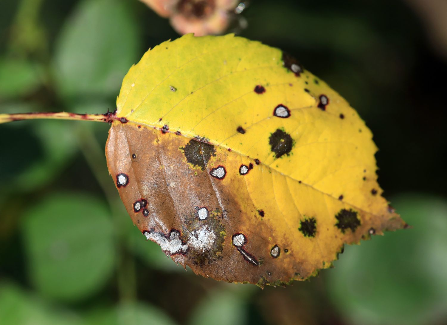 close up of leaf spots on a yellow leaf
