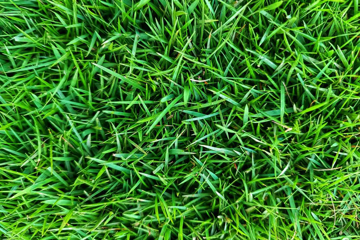 zoysiagrass lawn