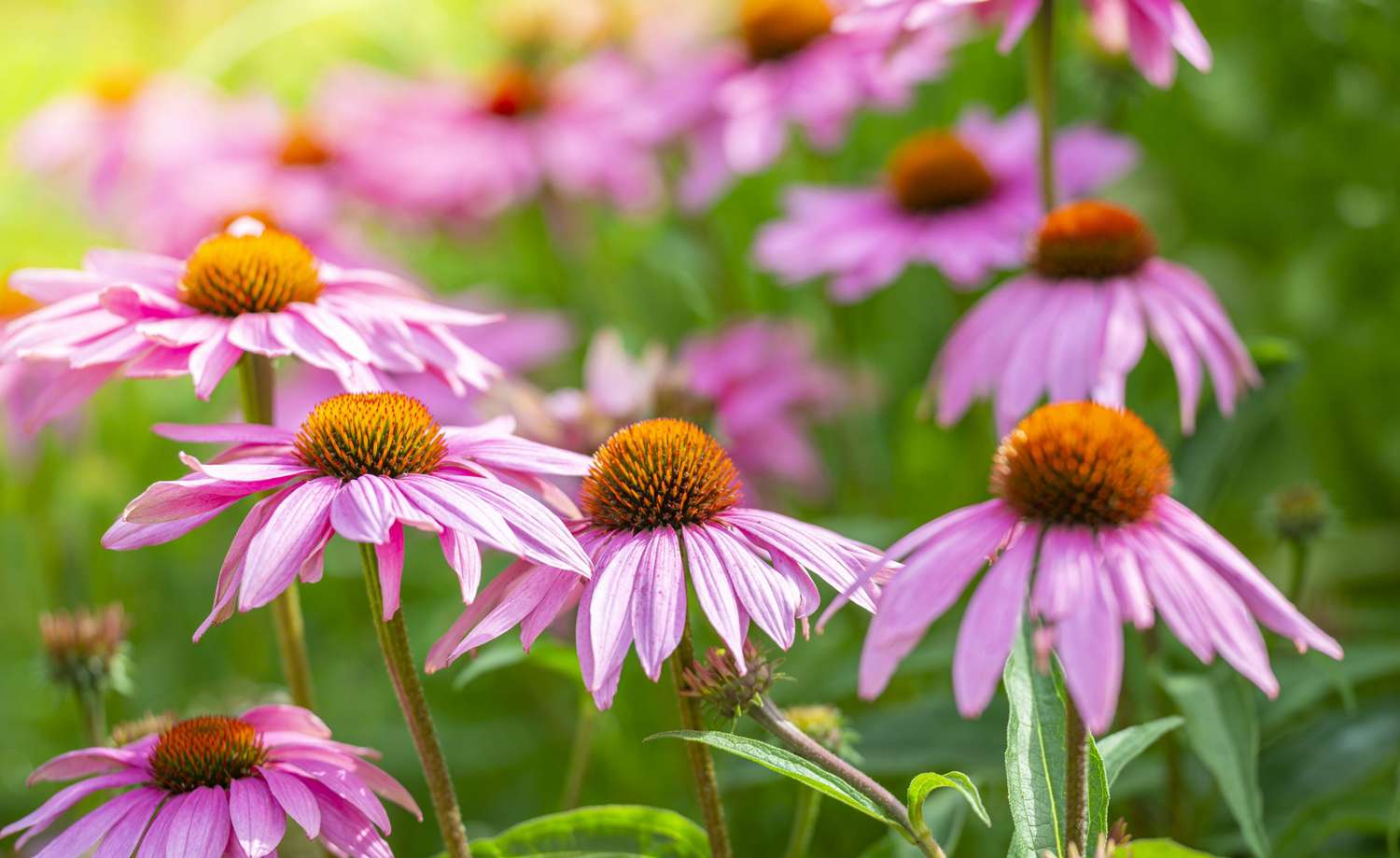 purple coneflowers garden