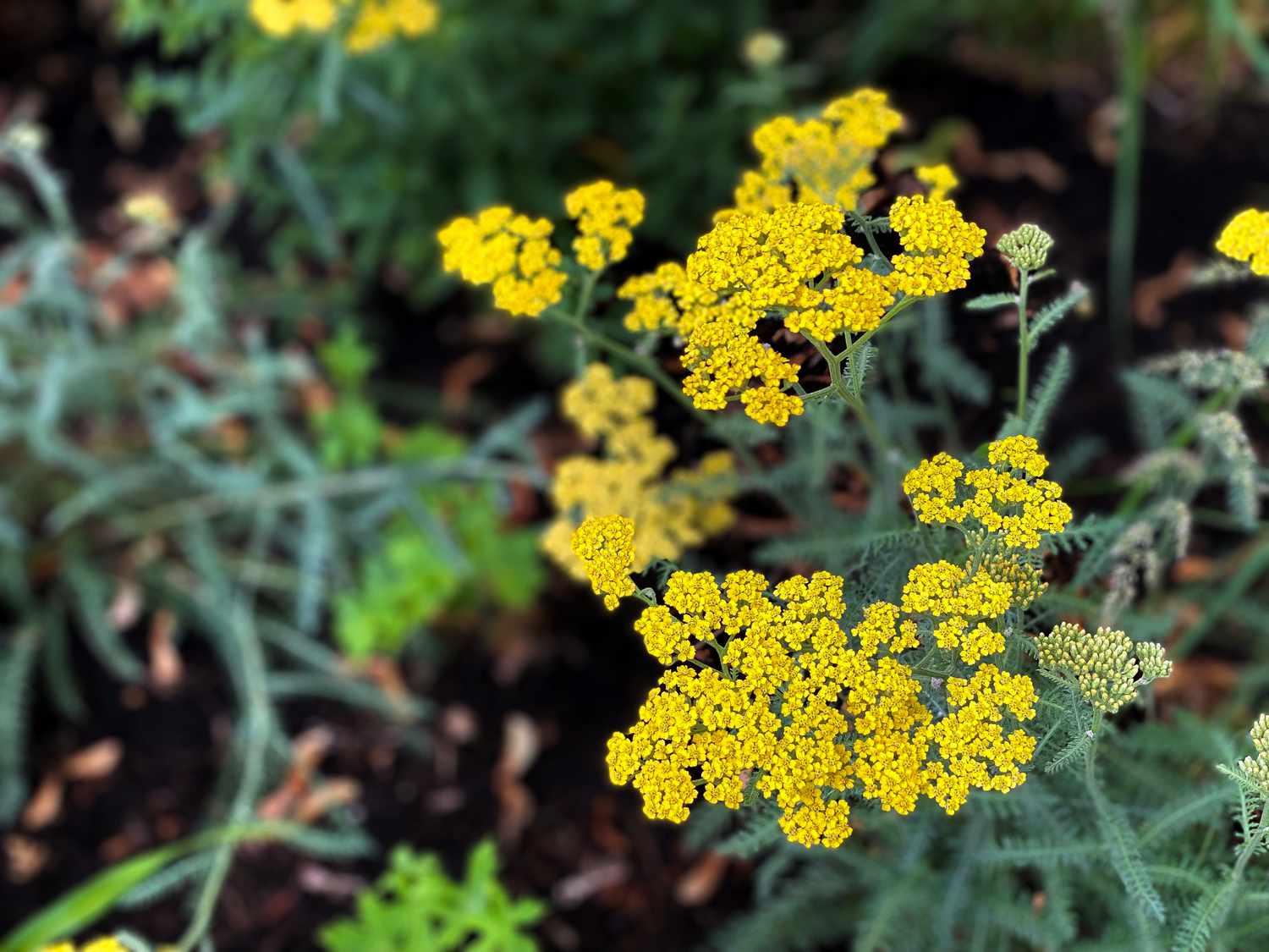 Yarrow plant in bloom