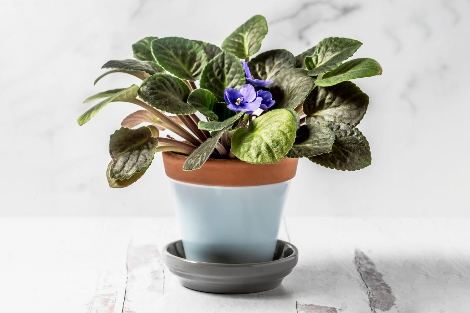 African violet flower in a pot on white background